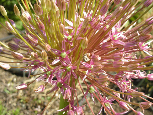 Allium schubertii