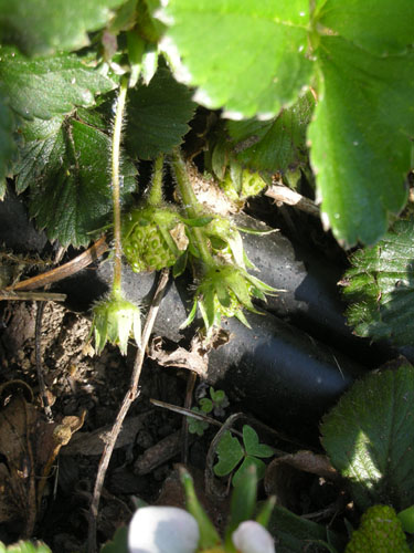 Baby strawberries