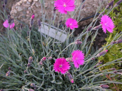 Dianthus Firewitch