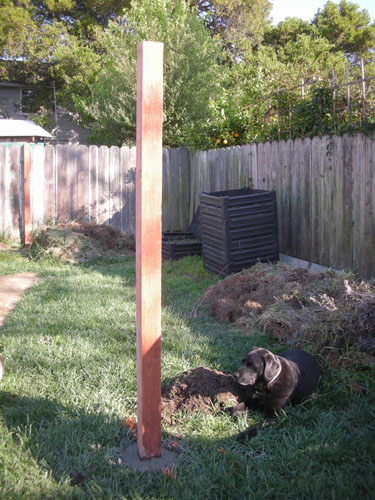 New chicken yard posts