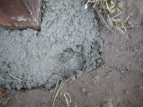 Paw print in concrete