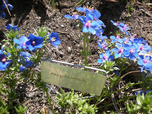 Anagallis monelli