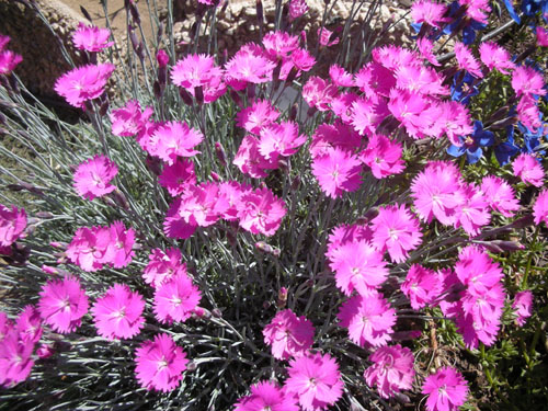 Dianthus Firewitch