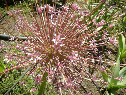 Allium schubertii