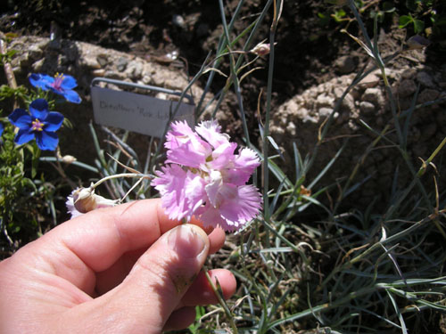 Dianthus Rose de Mai