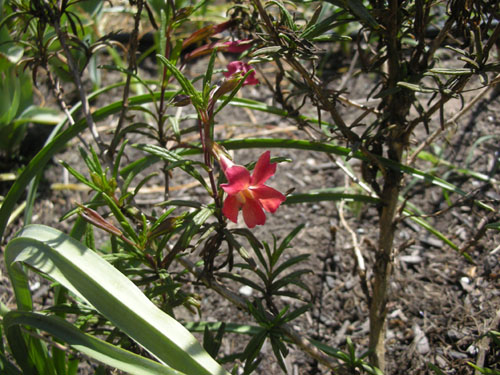 Mimulus