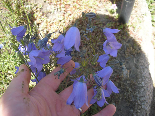 Campanula rotundifolia