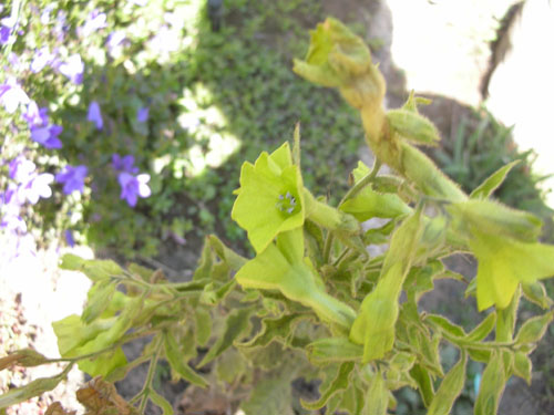 Nicotiana langsdorfii