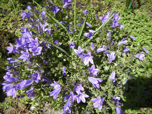 Campanula #2