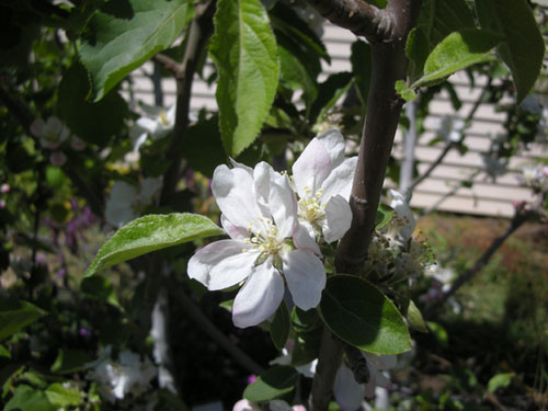 Apple