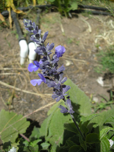 Salvia Indigo Spires