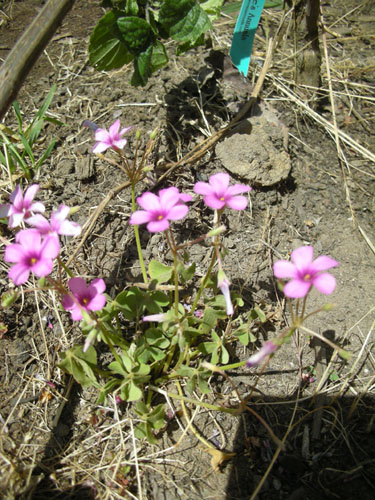 Mystery oxalis