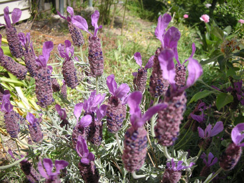 Lavender in the orchard