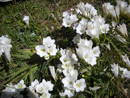 Freesias