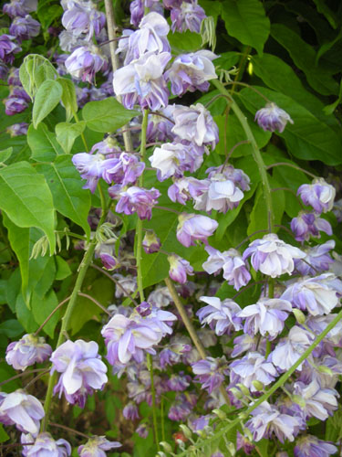 Wisteria