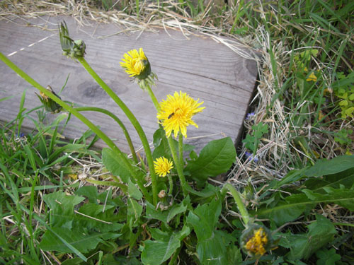 Dandelion