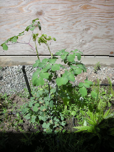 Thalictrum rochebrunianum