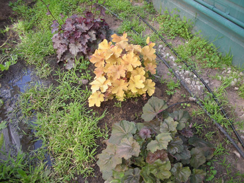 Heucheras