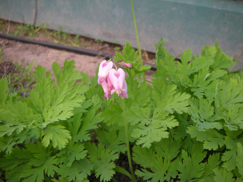 Dicentra spectabilis