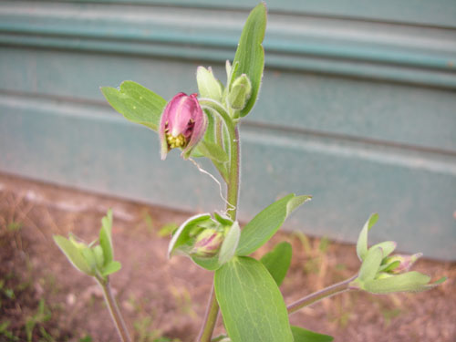 Columbine