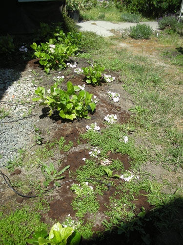 Hydrangea and Impatiens bed