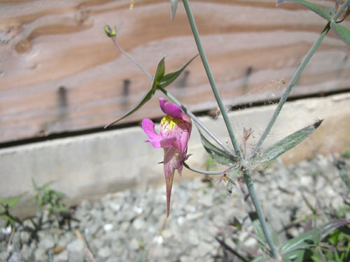 Linaria triornithophora Three Birds Flying