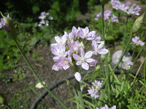 Allium