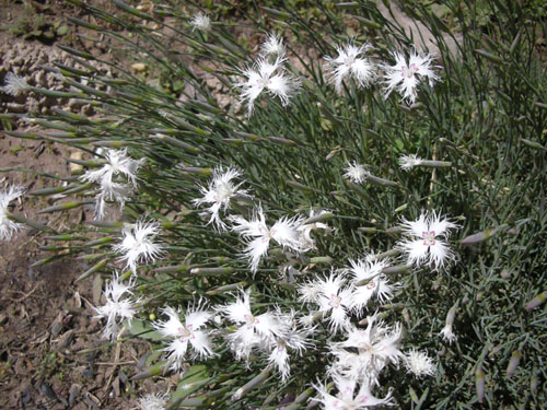 Dianthus superbus