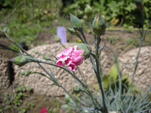 Pink dianthus