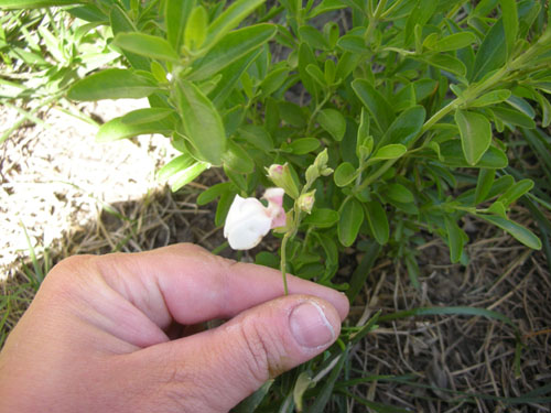 Salvia greggii Teresa