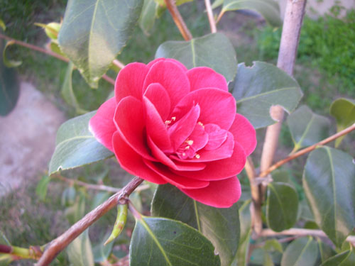 Camellia 