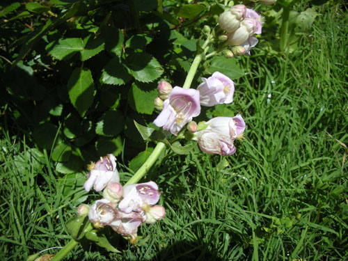 Penstemon palmeri