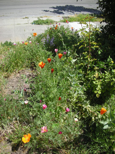 California poppies