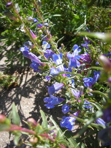 Penstemon heterophyllus