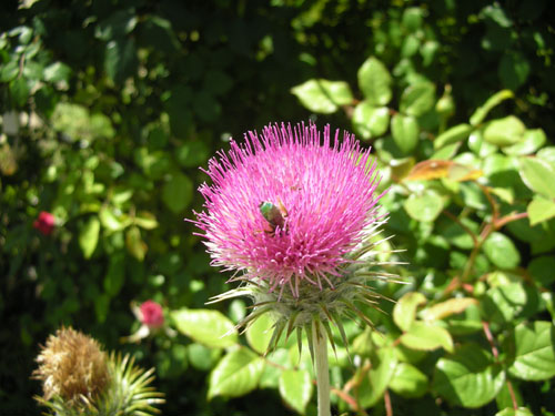 Cobweb thistle