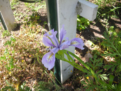 Iris douglasiana