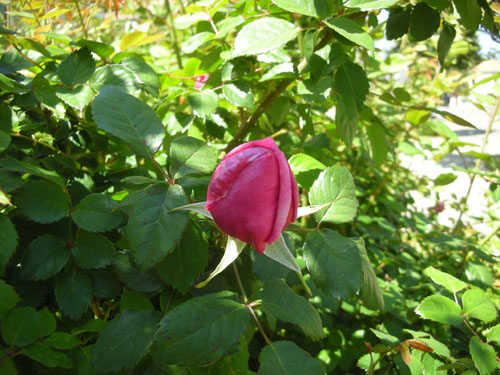 Rose in bud