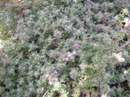 Wooly thyme