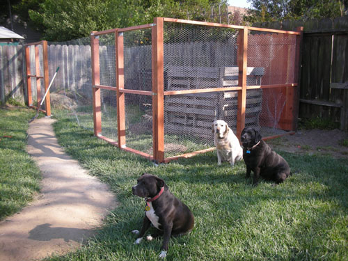 Dogs pose with chicken yard