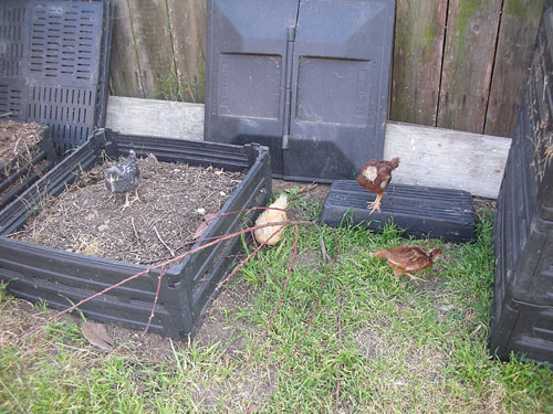 Chickens in chicken yard