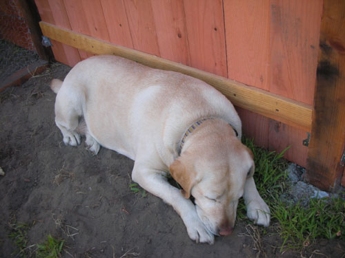 Goldie in her wallow