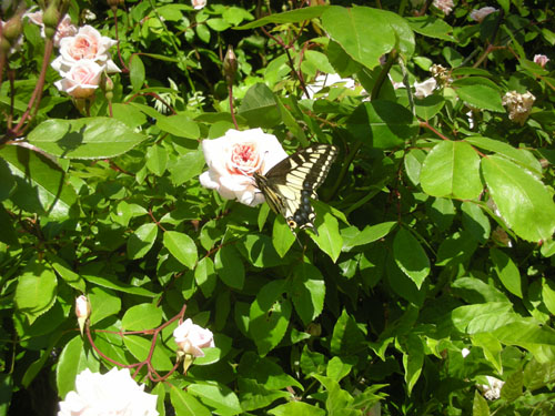 Butterfly on the Cecile Brunner