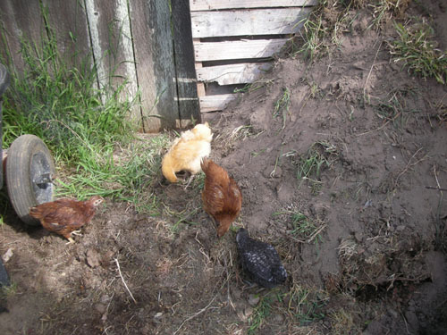 Chickens on the compost pile