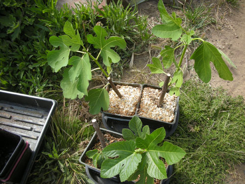 Figs before repotting