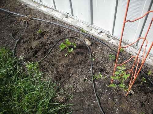 Tomatoes and peppers bed