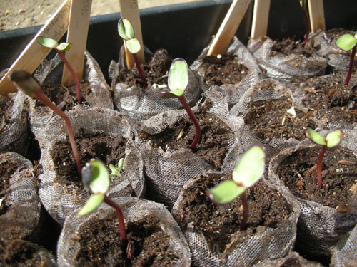 Sunflower seedlings