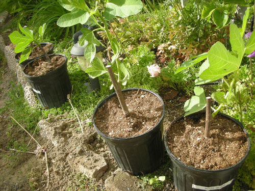 Figs after repotting