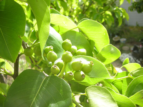 Asian pears