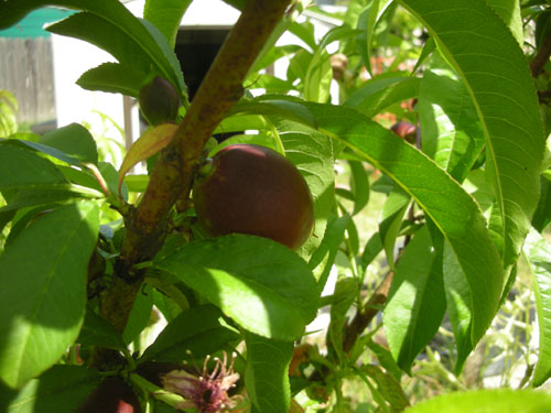 Nectarine