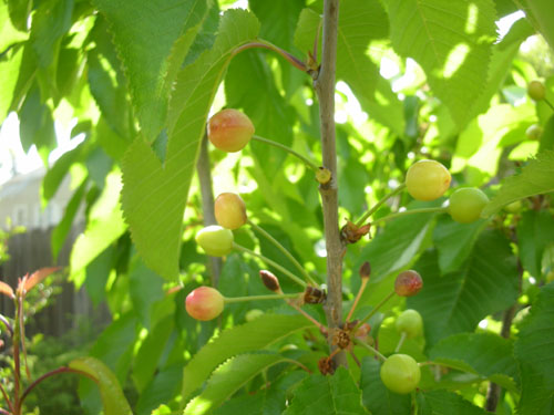 Cherries